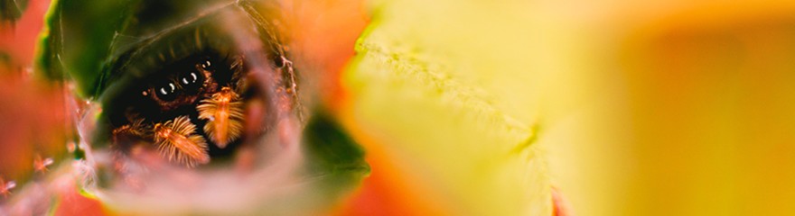 Buying Guide: Animal Photography