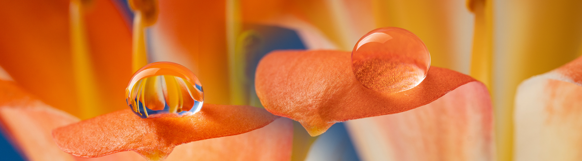 Must-haves for macro photography