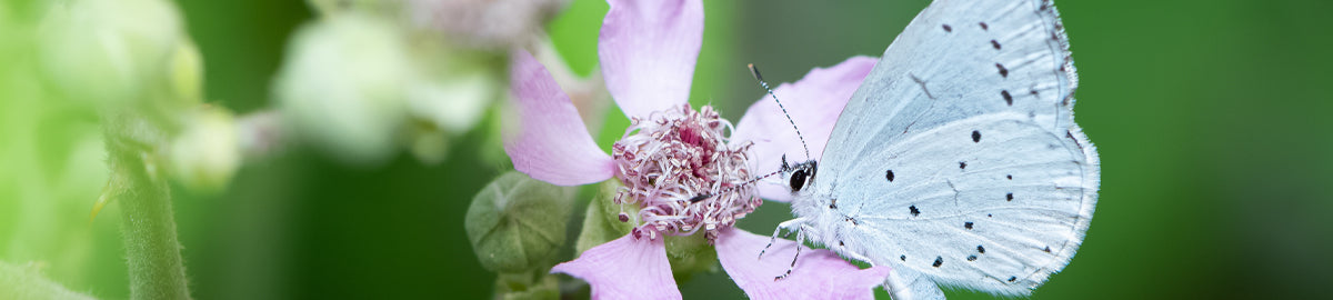 The must-haves for spring photography