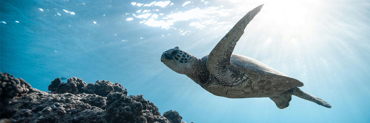 Must-Haves for Underwater Photography