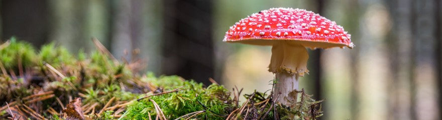 How to Photograph Mushrooms in Autumn