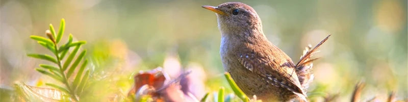 The Best Equipment for Bird Photography