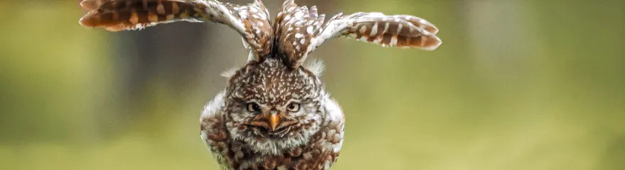 How to Photograph Moving Animals