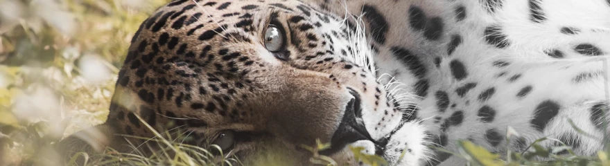 Which lens should you choose for animal photography