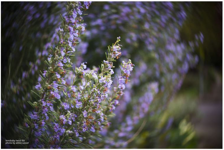 Lensbaby Twist 60 Nikon