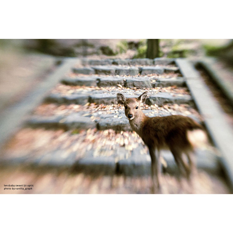 LensBaby Composer Pro II Sony A with Sweet 50