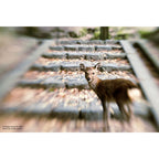 LensBaby Composer Pro II Sony A with Sweet 50