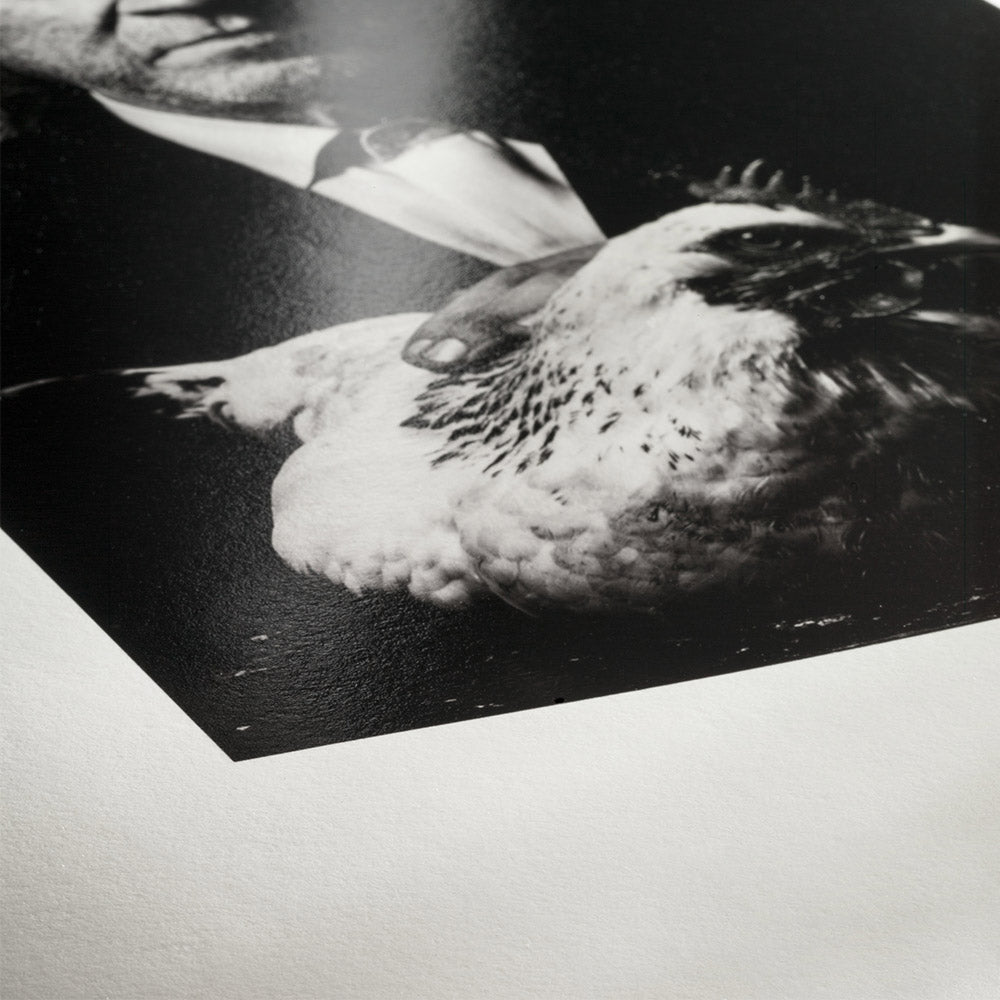 Hahnemühle Photo Rag Baryta A4 25 Sheets
