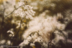 Lensbaby Sol 45 Nikon