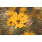 Lensbaby Composer Pro II w/ Double Glass II for Sony E