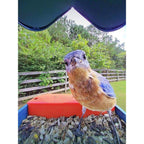 Bird Buddy 2.0 Smart Bird feeder with solar panel