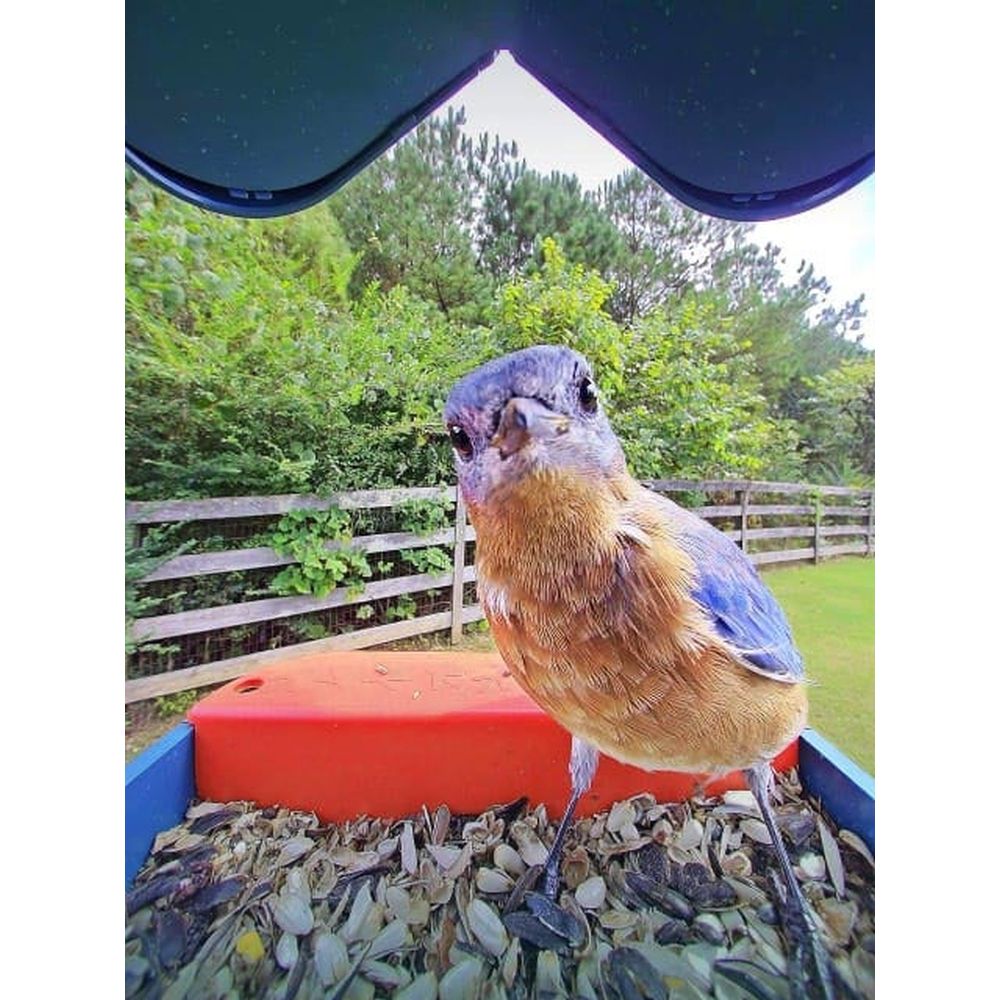 Bird Buddy 2.0 Smart Bird feeder with solar panel