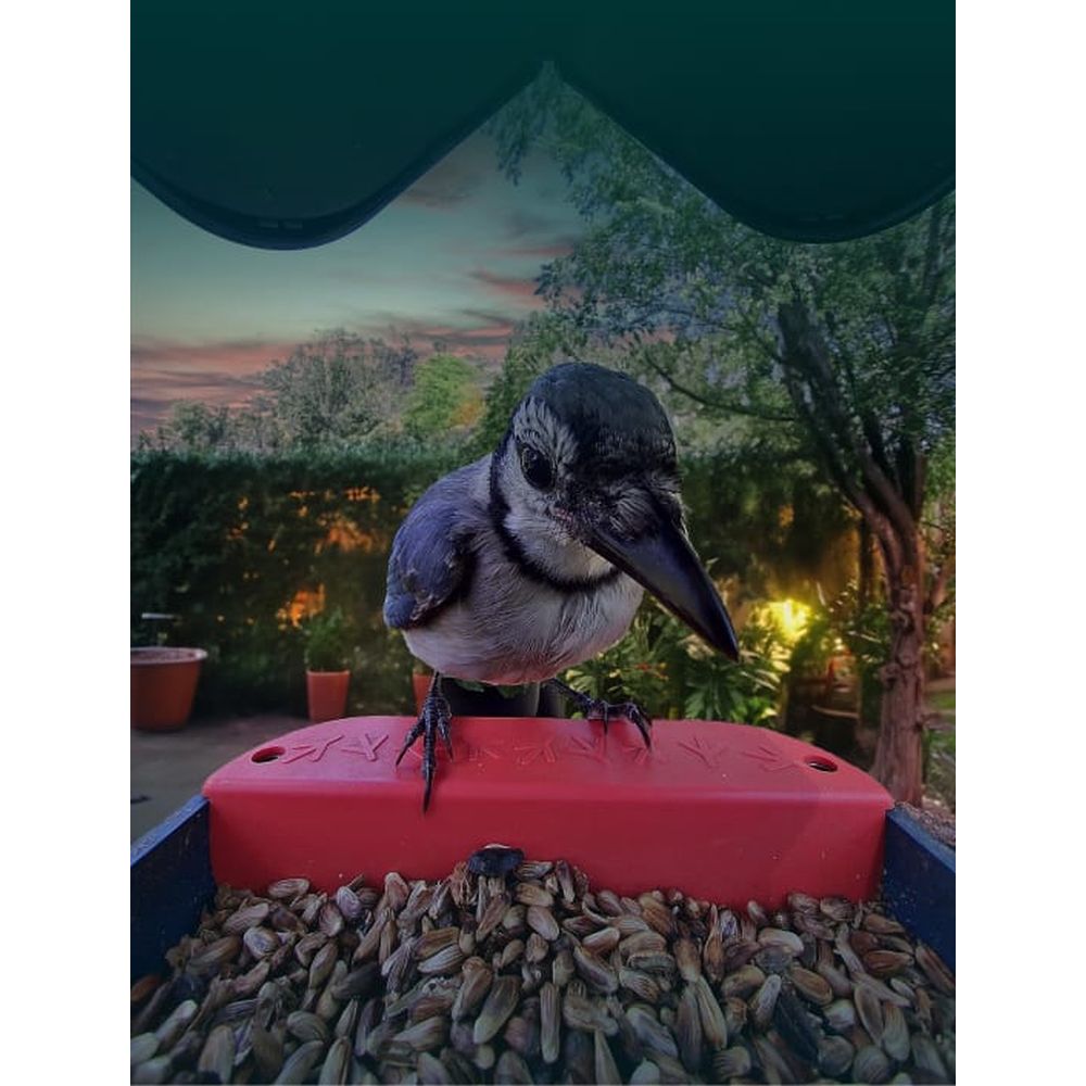 Bird Buddy 2.0 Smart Bird feeder with solar panel