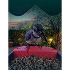 Bird Buddy 2.0 Smart Bird feeder with solar panel
