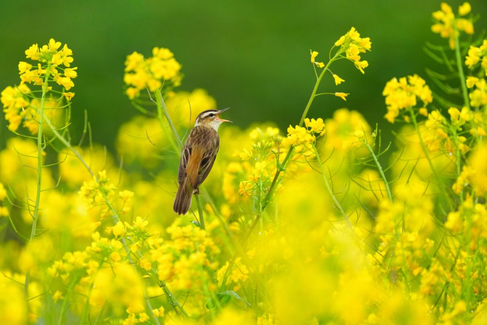 Sony FE 100-400mm f/4.5 GM OSS