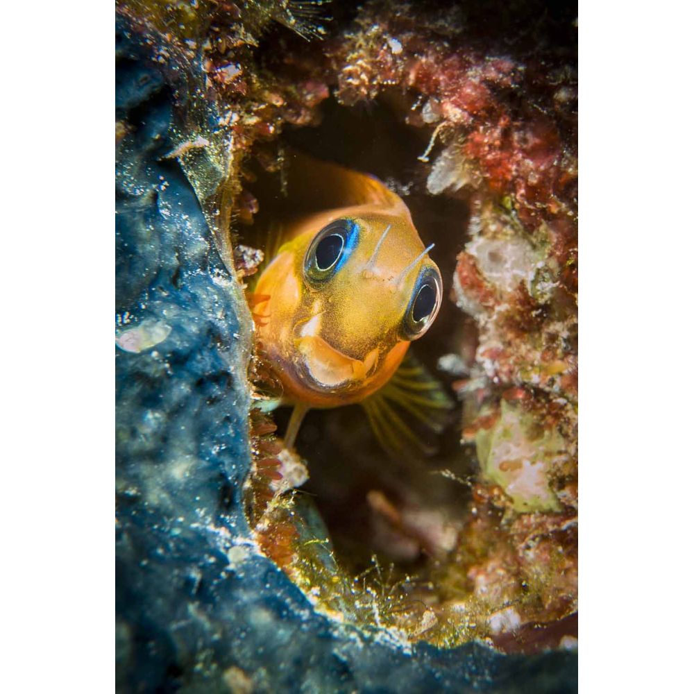 Sealife Macro lens +6 (67mm) for all Sportdiver models