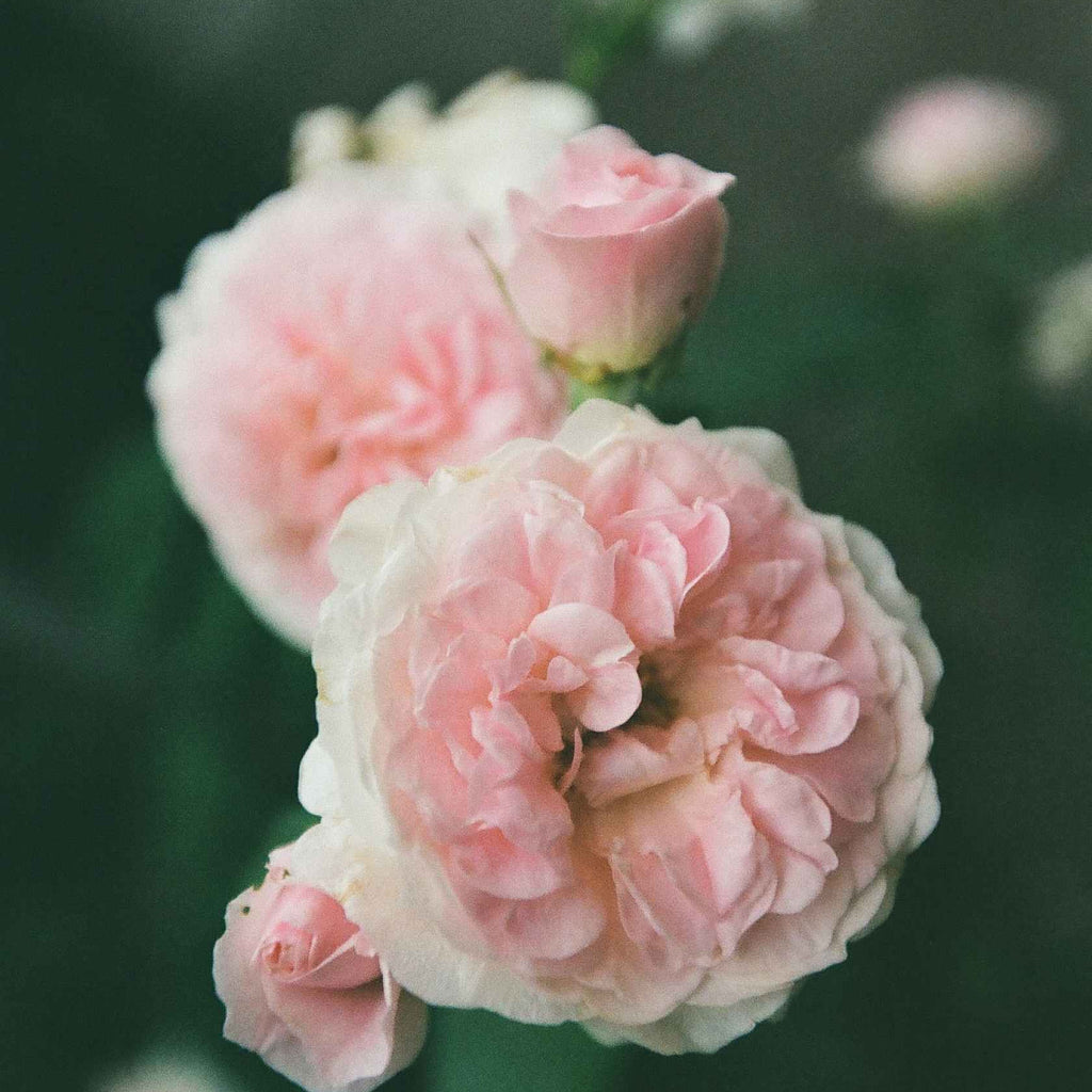 Kodak Gold 200 - 135-36