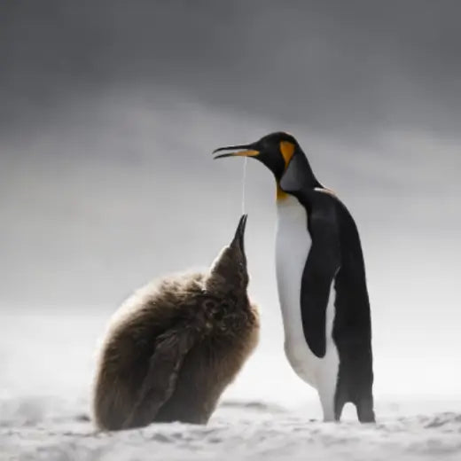 Nature photographer Alex tips for extreme cold - Winter Deals inspiration