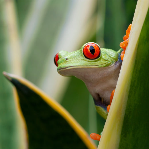 Macro photography inspiration - Spring Deals