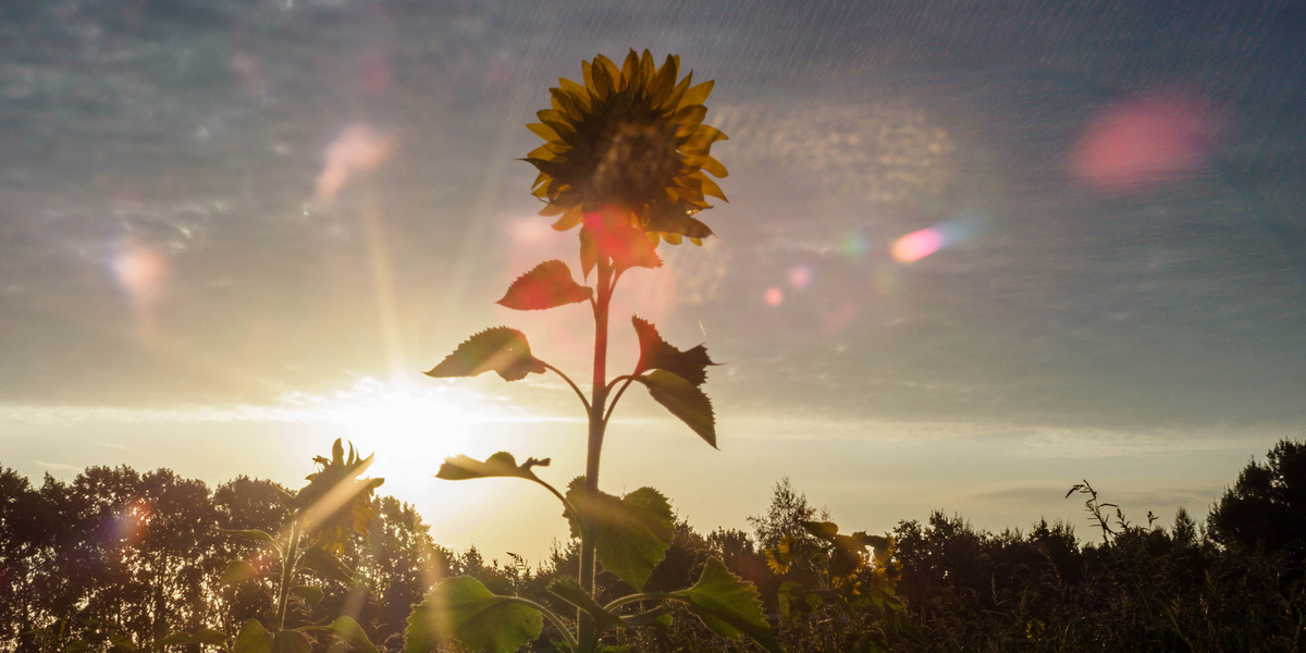 Photo walk: using old lenses on modern mirrorless cameras